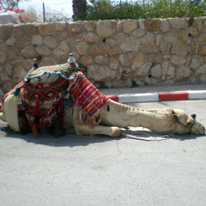 GRAND TOUR OF TURKEY   COSMOS